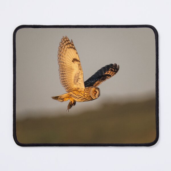 Item preview, Short Eared Owl in Golden Light designed and sold by CEastwoodPhotos.