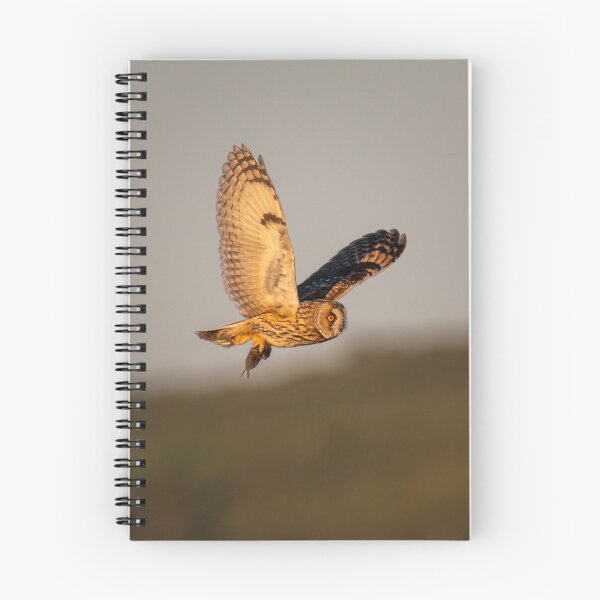 Item preview, Short Eared Owl in Golden Light designed and sold by CEastwoodPhotos.