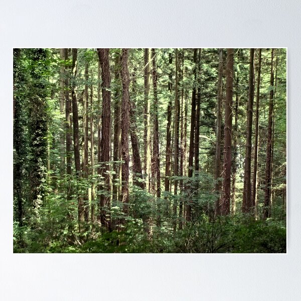 Item preview, Evergreen Oasis designed and sold by RobertCharles.