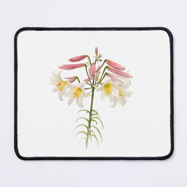 Item preview, Regal Lily (Lilium regale) designed and sold by HOMETOWN86.