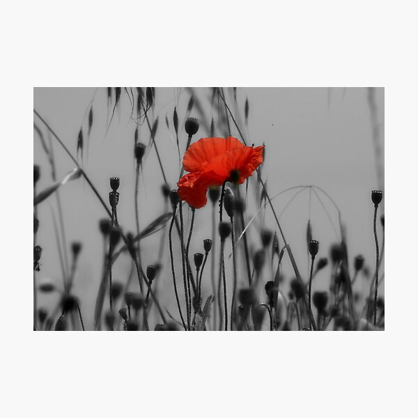 Poppy Photographic Print