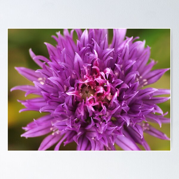Aperçu de l'œuvre Flowers créée et vendue par MickSmithPhoto.