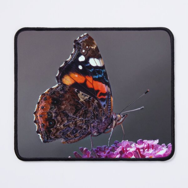 Item preview, Vanessa atalanta, the red admiral designed and sold by Tom McPherson Photography.