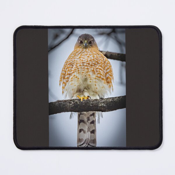 Item preview, Cooper's Hawk Stare down designed and sold by Shannon Emmel .