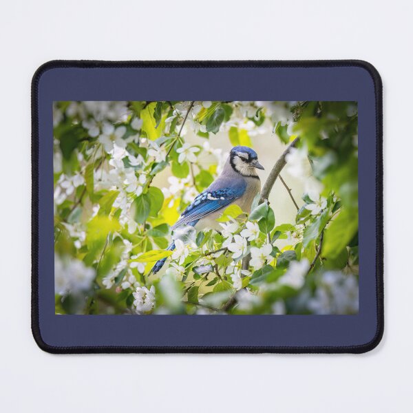 Item preview, Blue Jay in flowering Crabapple Tree designed and sold by Shannon Emmel .