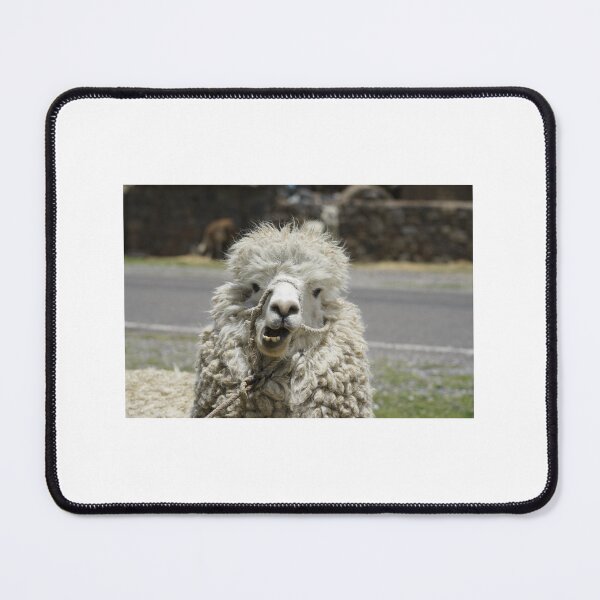 Item preview, Llama from the south of Peru photographed during covid designed and sold by kimagemiami.