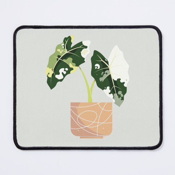 Item preview, Alocasia Frydek Variegated - Houseplant designed and sold by The-Roseworks.