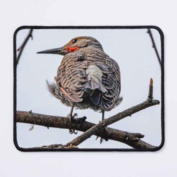 Item preview, Northern Flicker framed by branches in the late-day light designed and sold by lisavonbiela.