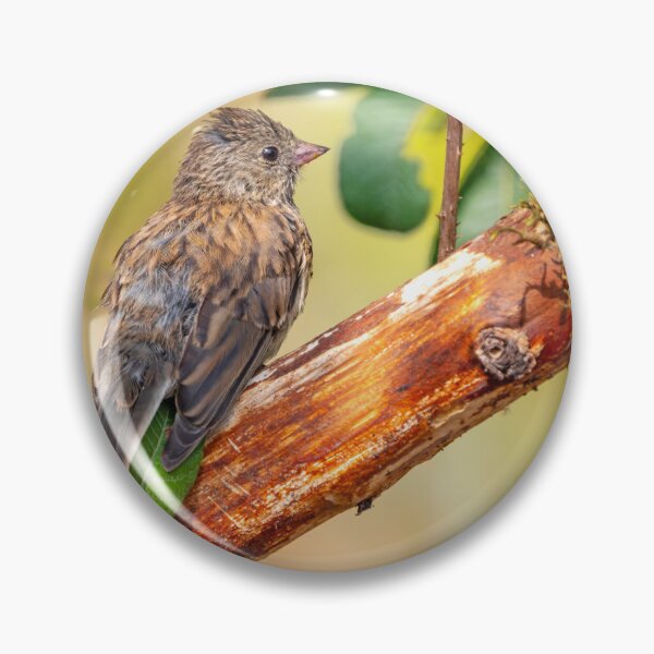 Item preview, Pine Siskin perched on a mossy branch designed and sold by lisavonbiela.