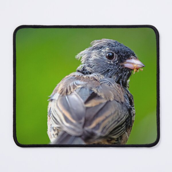 Item preview, Dark-eyed Junco looking over its shoulder with pinfeathers designed and sold by lisavonbiela.