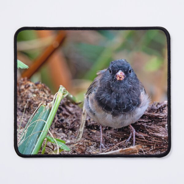 Item preview, Dark-eyed Junco feeding on the ground designed and sold by lisavonbiela.