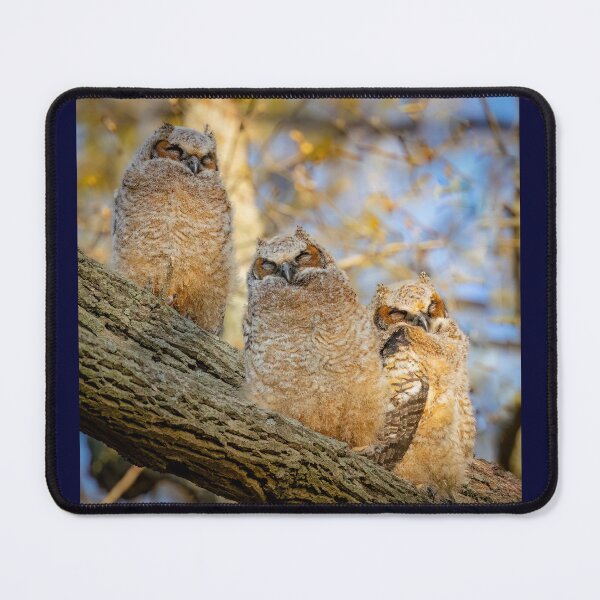 Item preview, Sleeping Great-horned Owlets designed and sold by Shannon Emmel .