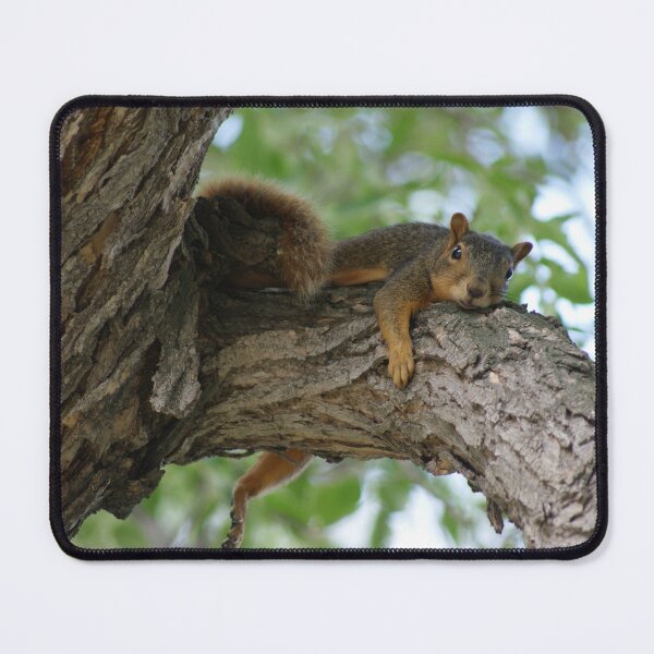 Item preview, Lazy squirrel on tree branch designed and sold by jclos777.