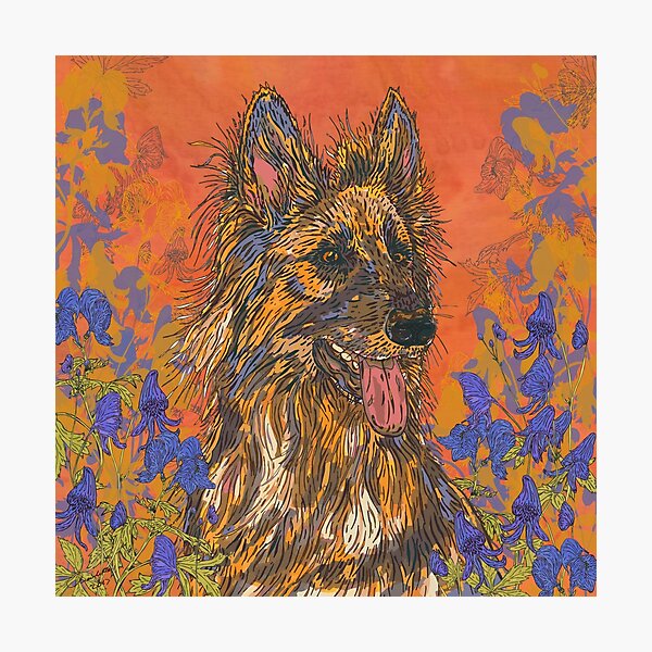 German Shepherd Dog Photographic Print