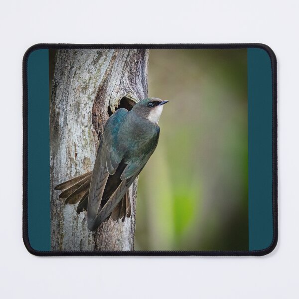 Item preview, A Tree Swallow at her Nest designed and sold by Shannon Emmel .