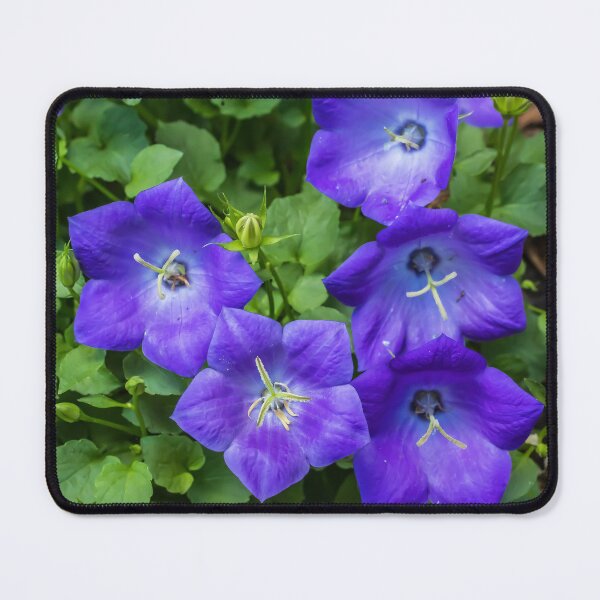 Item preview, Rapido Blue Bellflower, Campanula designed and sold by LINDA MCKUSICK.