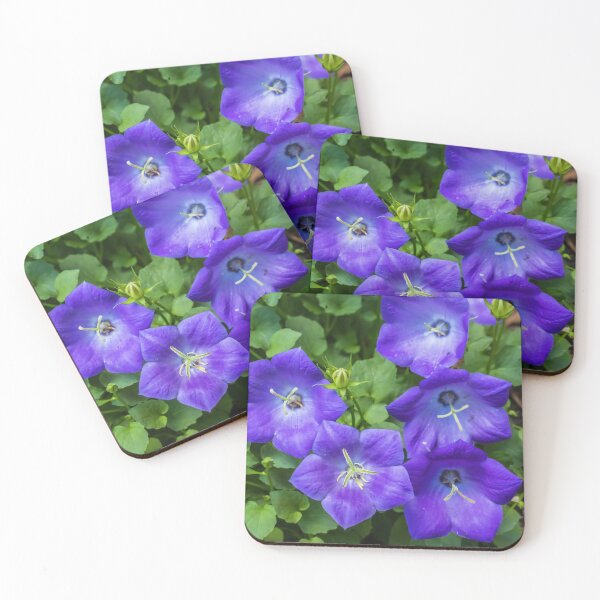 Item preview, Rapido Blue Bellflower, Campanula designed and sold by LINDA MCKUSICK.