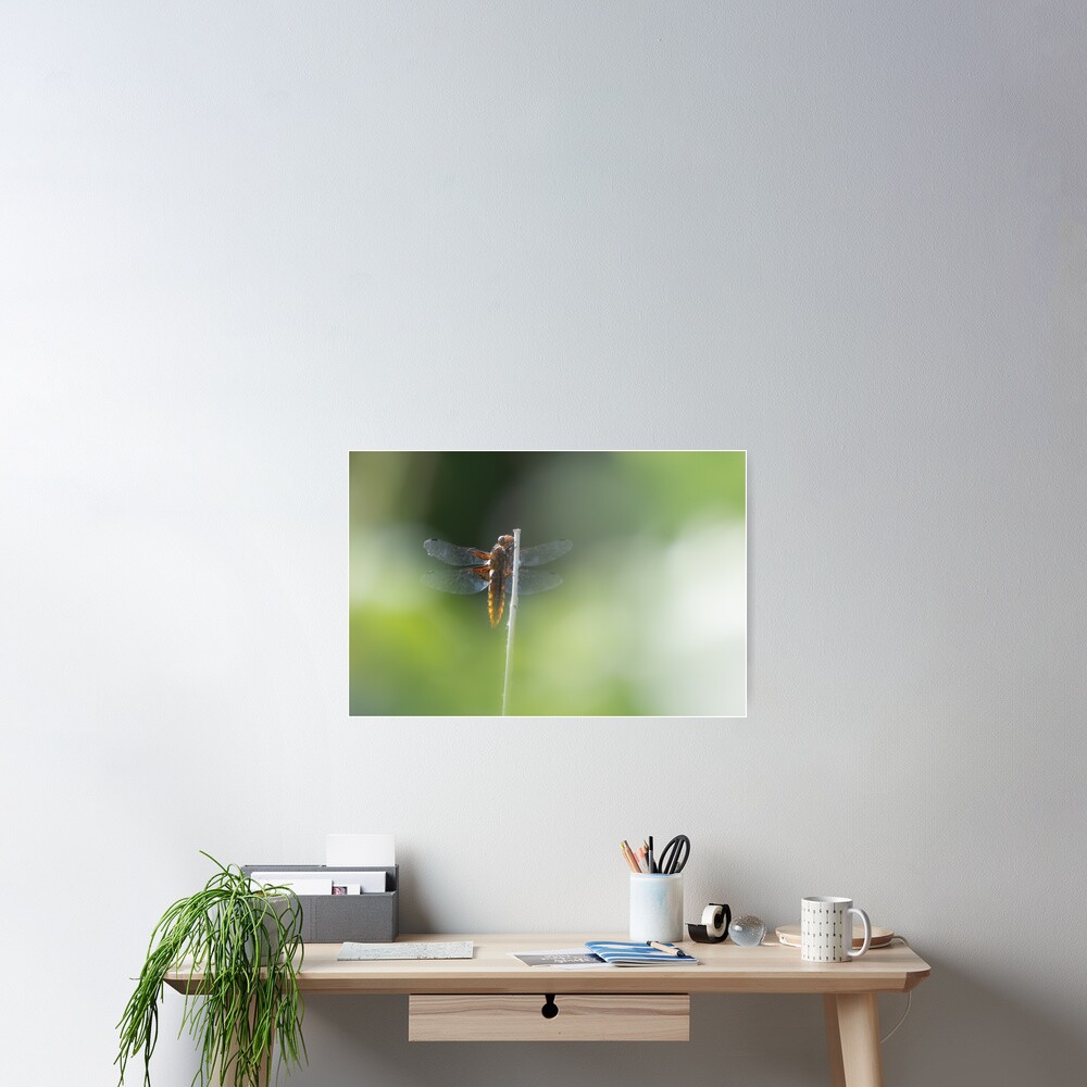 Broad bodied Chaser female Poster