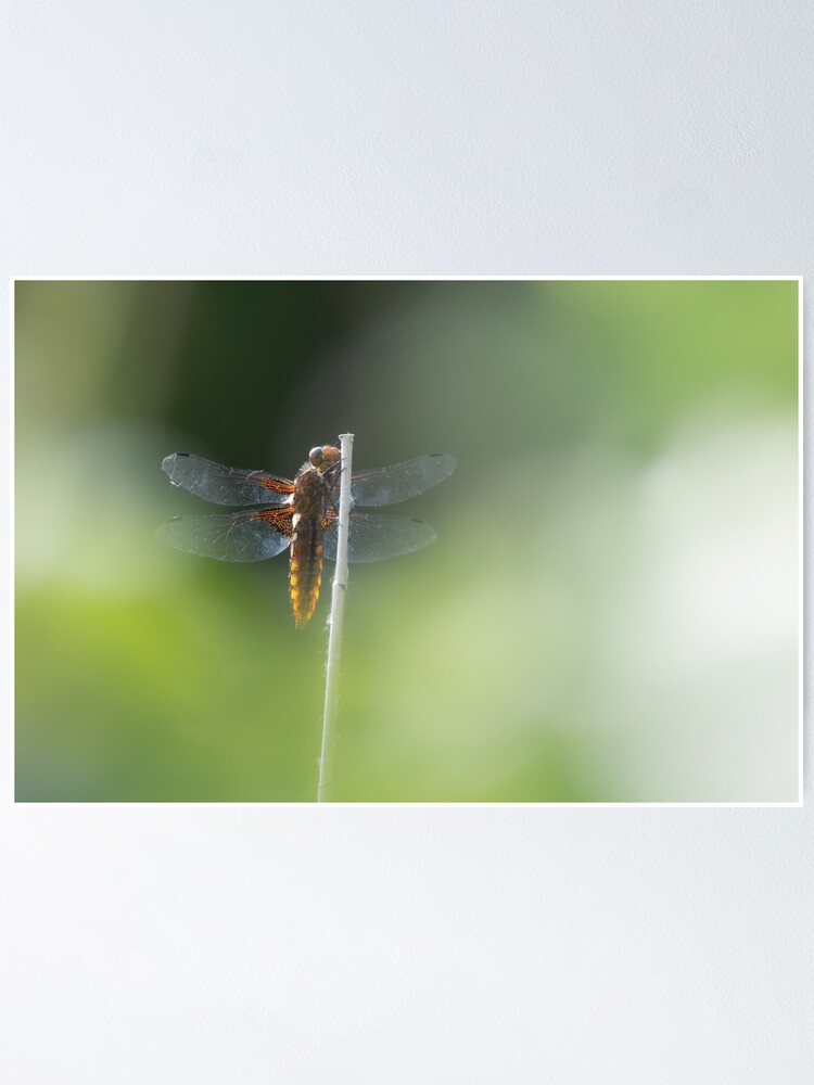 Alternate view of Broad bodied Chaser female Poster