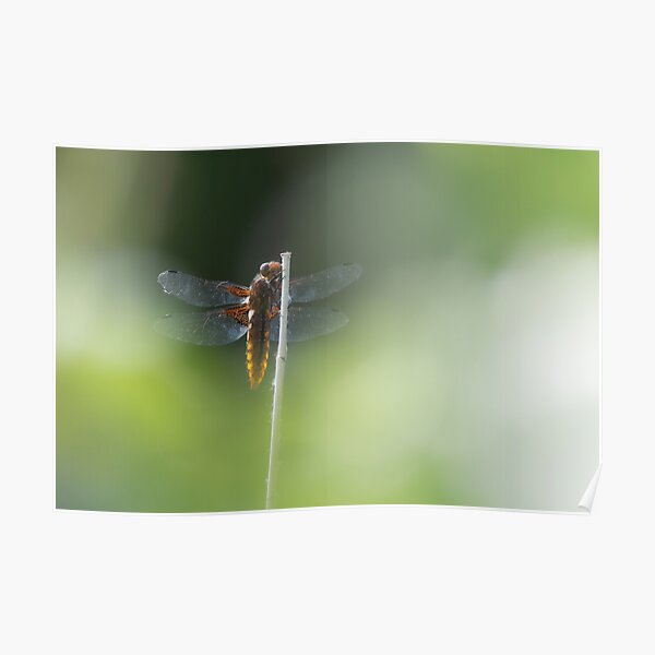 Broad bodied Chaser female Poster