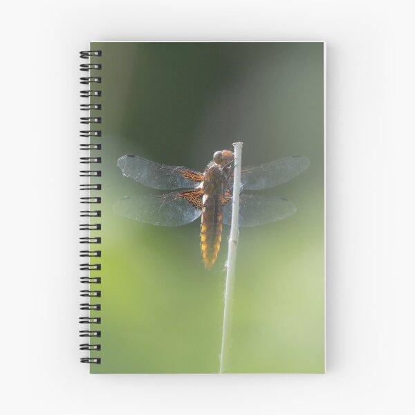 Item preview, Broad bodied Chaser female designed and sold by lyttonimages.