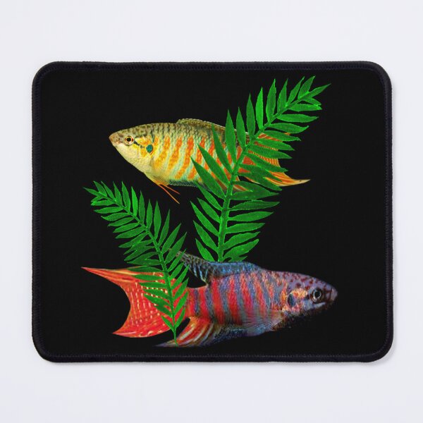 Item preview, Paradise Gouramis Fish Aquarium Fish Tank Lovers Art designed and sold by Aquarium Eclipse.