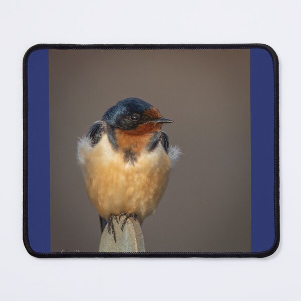 Item preview, Barn Swallow perched designed and sold by Shannon Emmel .