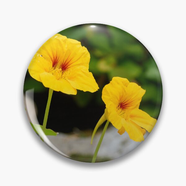 Item preview, The yellow one. Garden nasturtium designed and sold by Jouko Lehto Photography.