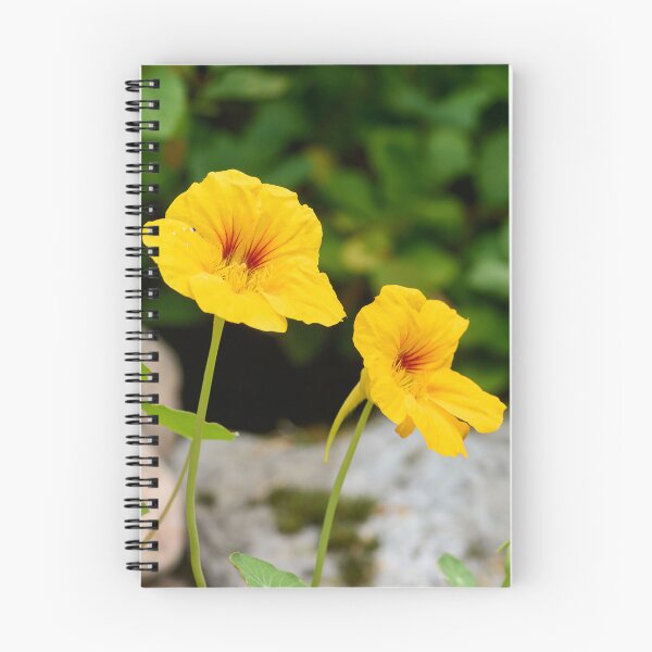 Item preview, The yellow one. Garden nasturtium designed and sold by Jouko Lehto Photography.