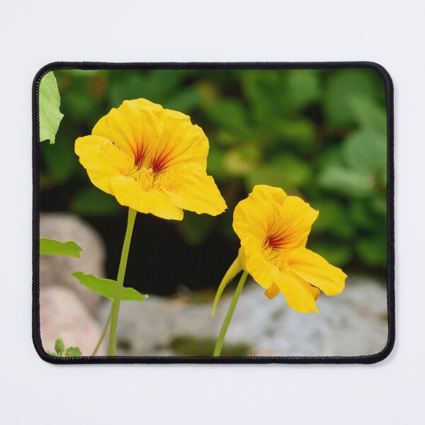 Item preview, The yellow one. Garden nasturtium designed and sold by Jouko Lehto Photography.