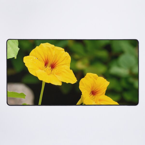Item preview, The yellow one. Garden nasturtium designed and sold by Jouko Lehto Photography.