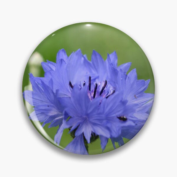 Item preview, Blues for the day. Cornflower designed and sold by Jouko Lehto Photography.