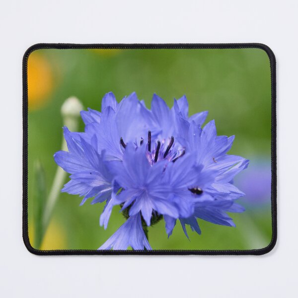Item preview, Blues for the day. Cornflower designed and sold by Jouko Lehto Photography.