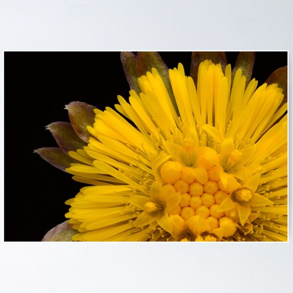 Item preview, Close-Up of Coltsfoot Flower Bloom (Tussilago farfara) designed and sold by Goiko7Margarita.