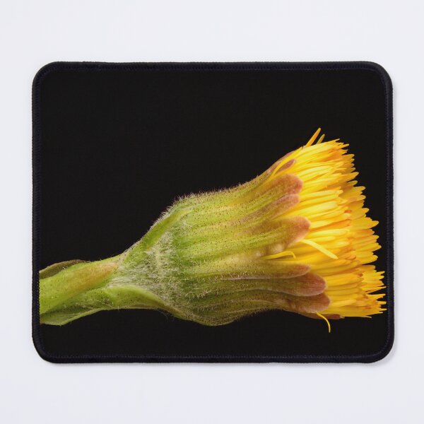 Item preview, Close-Up of Yellow Coltsfoot Bud Before Bloom designed and sold by Goiko7Margarita.