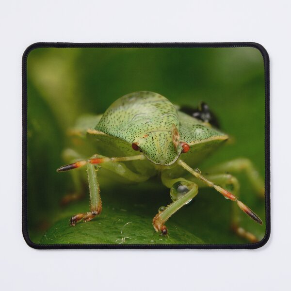 Item preview, Macro of Green Shield Bug (Palomena prasina) designed and sold by Goiko7Margarita.