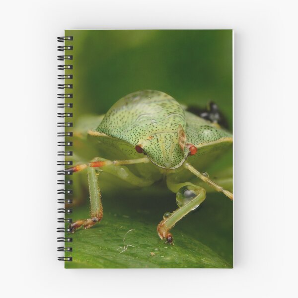 Item preview, Macro of Green Shield Bug (Palomena prasina) designed and sold by Goiko7Margarita.