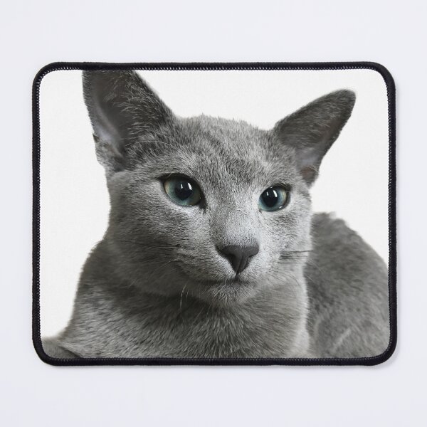 Item preview, Elegant Russian Blue Cat Sticker – Cute Green-Eyed Kitty Art for Cat Lovers designed and sold by SilverBlueCat.