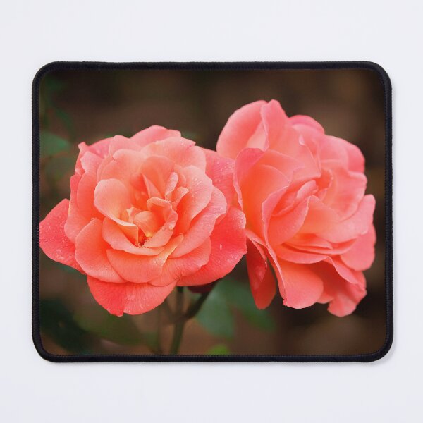 Item preview, Late Summer Peach Roses designed and sold by Dorset Girl.
