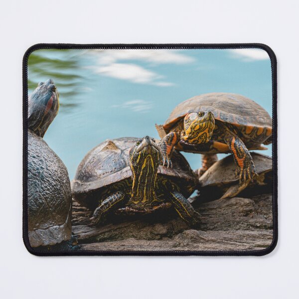 Item preview, Turtles basking on a log Sao Paulo  designed and sold by Sonny Vermeer.