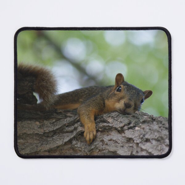 Item preview, Lazy Squirrel on Tree Branch 2 designed and sold by jclos777.