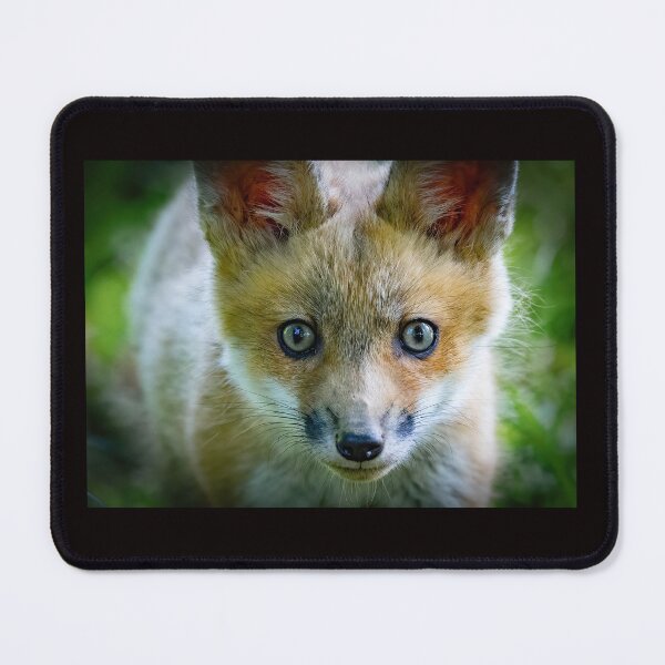 Item preview, Curious Red Fox Kit designed and sold by Shannon Emmel .