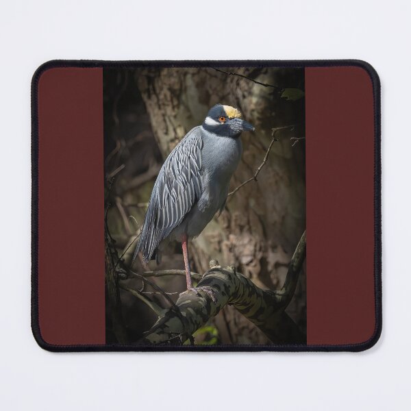 Item preview, Yellow-crowned Night Heron Perched designed and sold by Shannon Emmel .