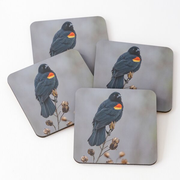 Item preview, Red-winged Blackbird Perched  designed and sold by Shannon Emmel .