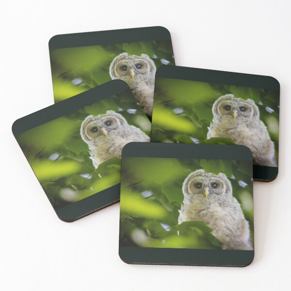 Item preview, Barred Owlet through the Leaves designed and sold by Shannon Emmel .