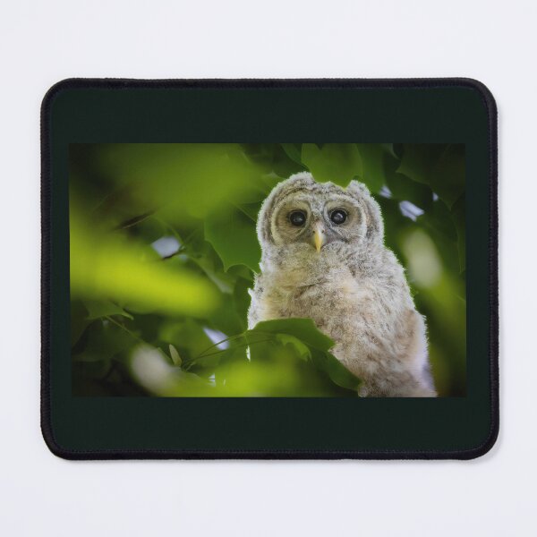 Item preview, Barred Owlet through the Leaves designed and sold by Shannon Emmel .