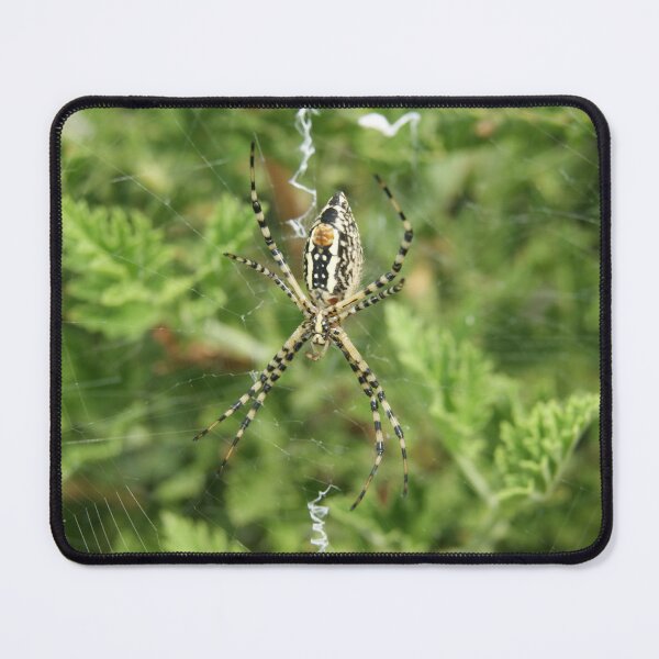 Item preview, Banded Garden Spider on Web designed and sold by jclos777.