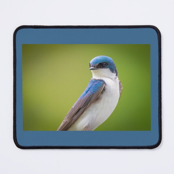 Item preview, Tree Swallow Poses  designed and sold by Shannon Emmel .