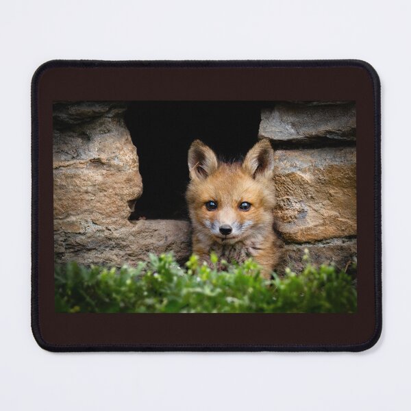 Item preview, Young Red Fox Kit Sits Outside its Den designed and sold by Shannon Emmel .