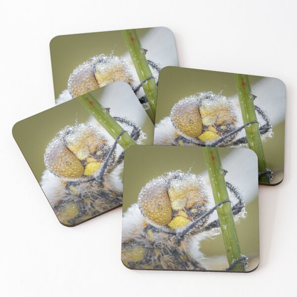 Item preview, Four Spot Chaser Dragonfly Portrait designed and sold by Alec Stewart.